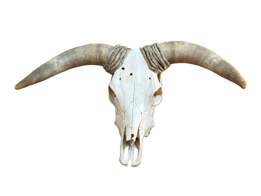Brutus Bull Skull